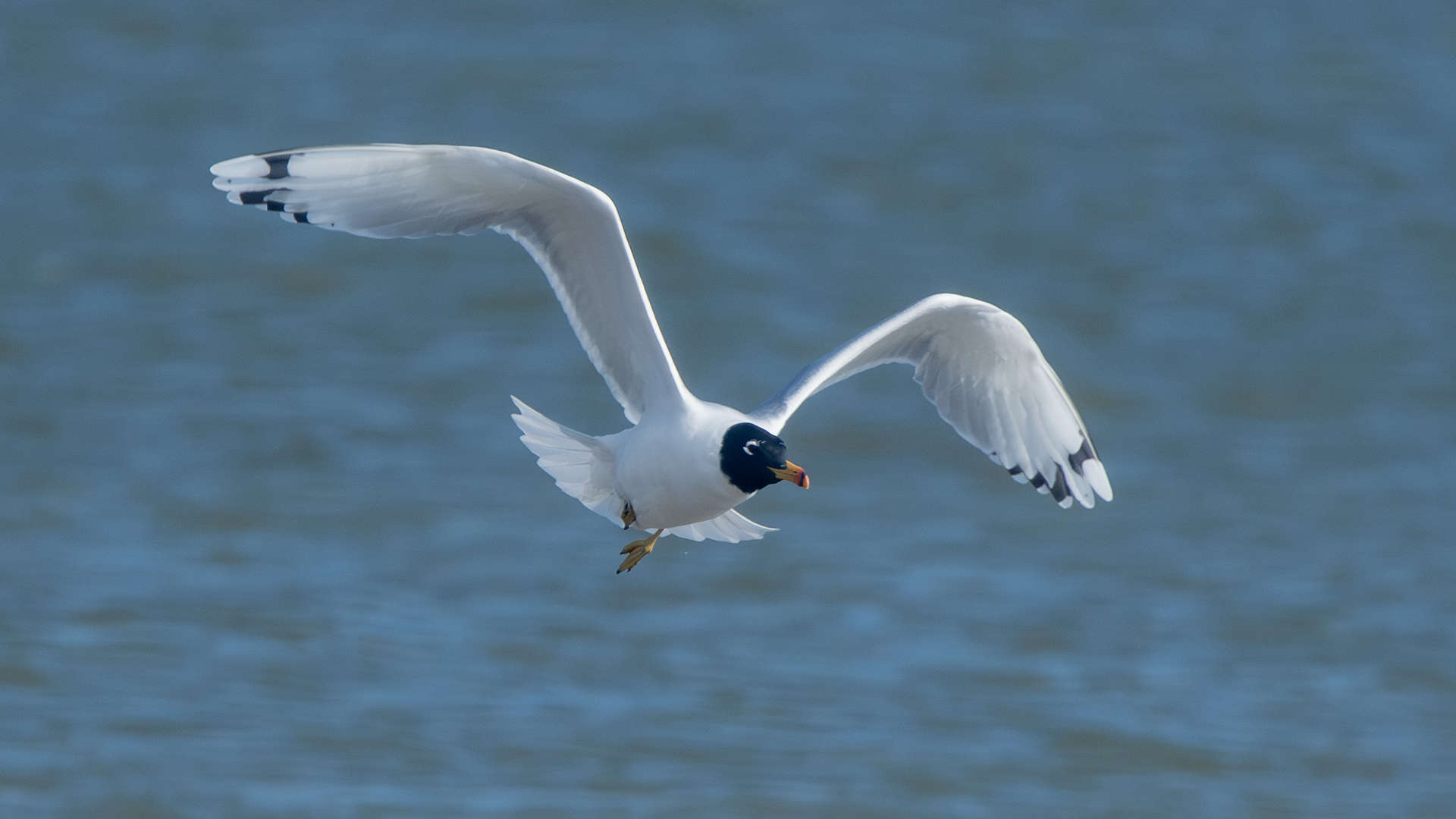 Pallas's Gull